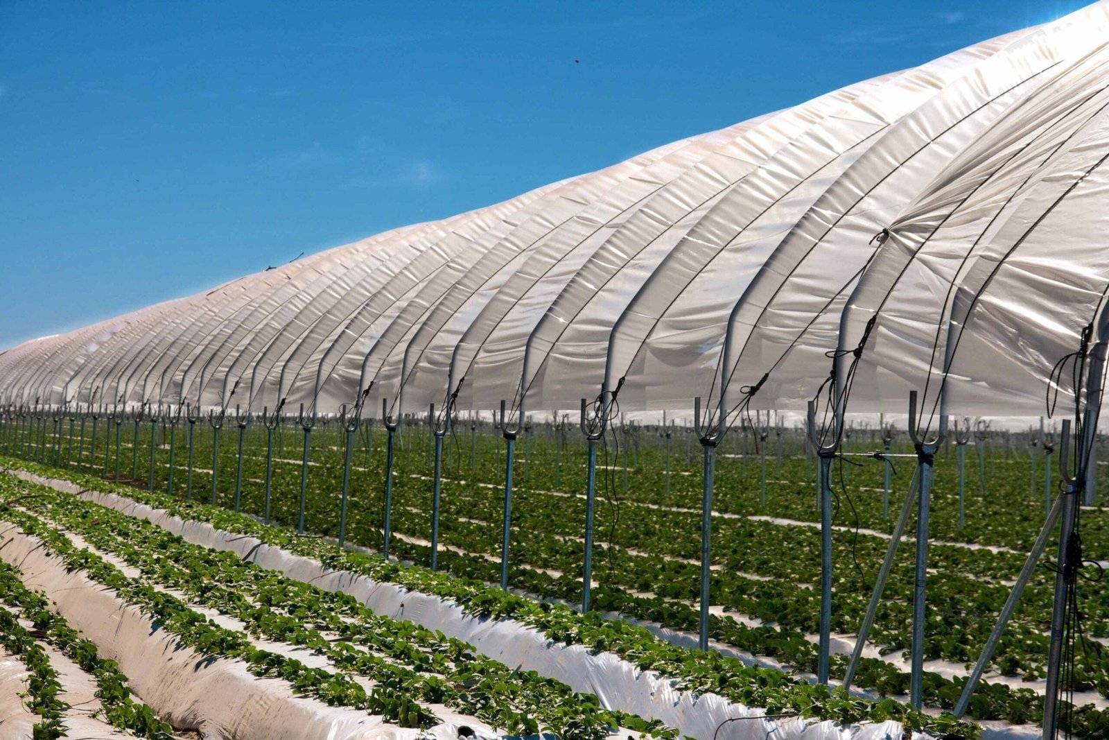 Agricultural Coverage