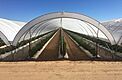 IRAC Greenhouse Plastic 55% Light Diffusion design to hold heat 6 mil thickness gallery image 5