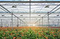 Сlear Greenhouse Plastic – high Light Transmission 90% & light diffusion 25% for healthier crops gallery image 4
